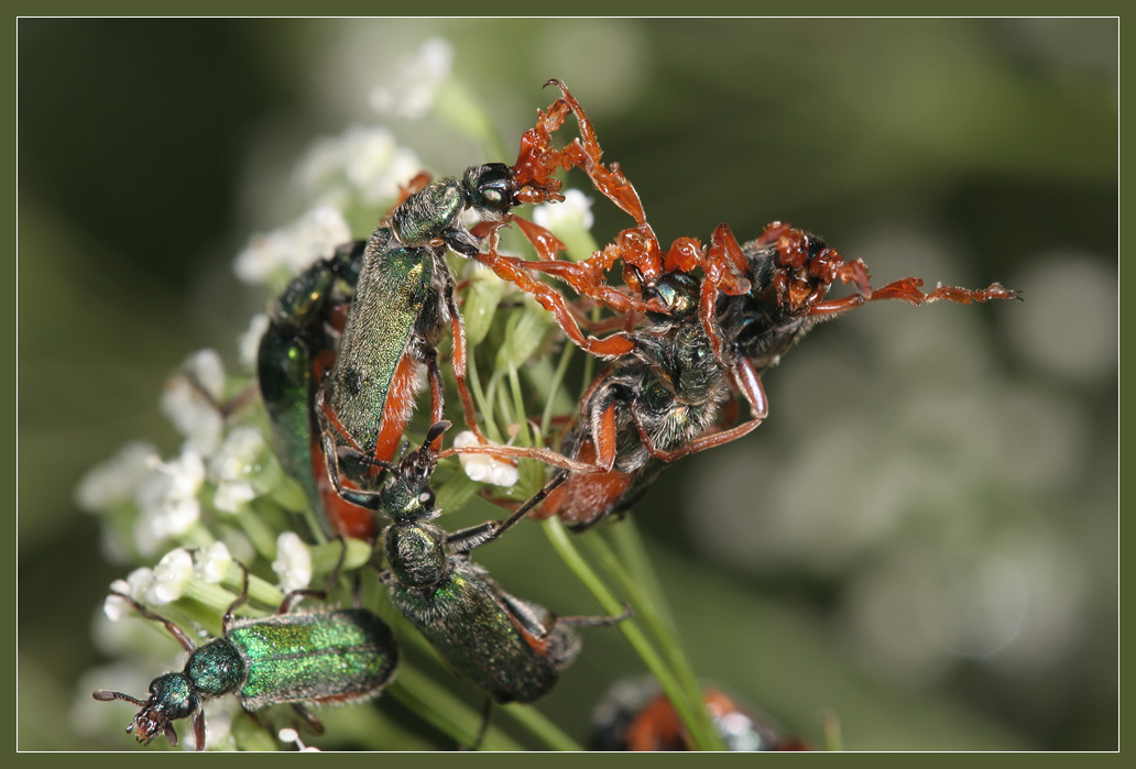 нарывник Шребера Cerocoma schreberi, линька