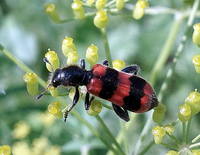 ПЧЕЛОЖУК ПЧЕЛИНЫЙ (Trichodes apiarius)