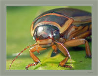 Плавунец окаймленный - Dytiscus marginalis