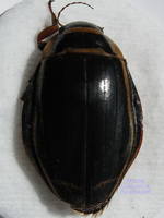 Плавунец широкий Dytiscus latissimus-1