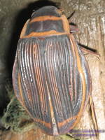 Плавунец широкий Dytiscus latissimus