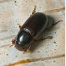 Aphodius rufipes-1