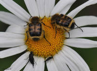 Восковики подпоясанные