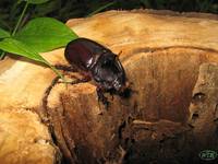 Жук-носорог Oryctes nasicornis