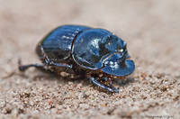 Копр лунный