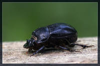 Копр лунный – Copris lunaris L., самка