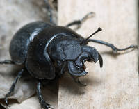 Кравчик Lethrus apterus