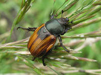 Кузька хлебный (Anisoplia austriaca)