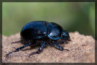 Навозник лесной – Geotrupes stercorosus Scr