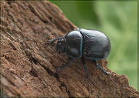 Навозник обыкновенный, Geotrupes stercorarius