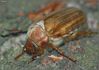 Нехрущ июньский - Amphimallon solstitialis Rhizotroginae Scarabaeidae