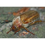 Нехрущ июньский - Amphimallon solstitialis Rhizotroginae Scarabaeidae