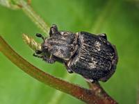 Пестряк коротконадкрылый Valgus hemipterus