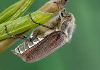 Хрущ майский-8