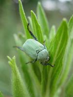 Хрущик Гоплия-крошка Hoplia parvula-1