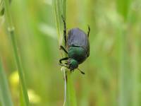 Хрущик полевой