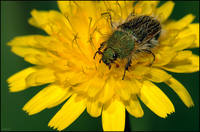 Хрущик садовый