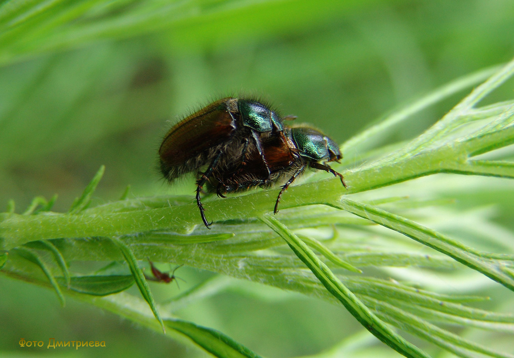 Хрущик садовый (Phyllopertha horticola)