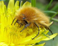 Хрущик-лисичка (Amphicoma vulpes ), самец