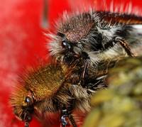 Хрущик-лисичка Amphicoma vulpes-3