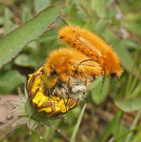 Хрущик-лисичка Amphicoma vulpes-5