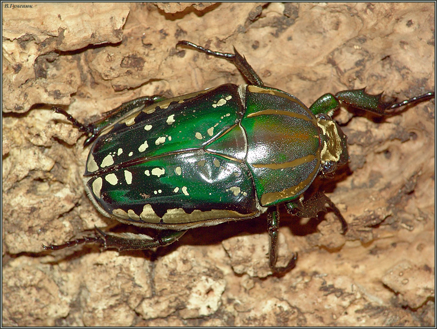 Chelorrhina polyphemus. Family Scarabaeidae