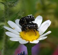 Oxythyrea albopicta-2