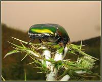 Бронзовка-4