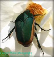 Бронзовка (вероятно)