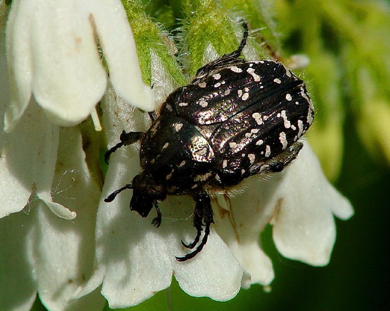 Бронзовка вонючая