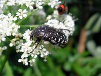 Бронзовка вонючая (Oxythyrea funesta)