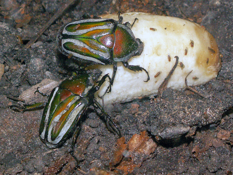 бронзовки Dicronorrhina derbyana layardi
