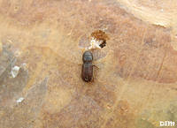 Короед-типограф Ips typographus