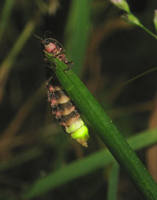 светлячок, самка