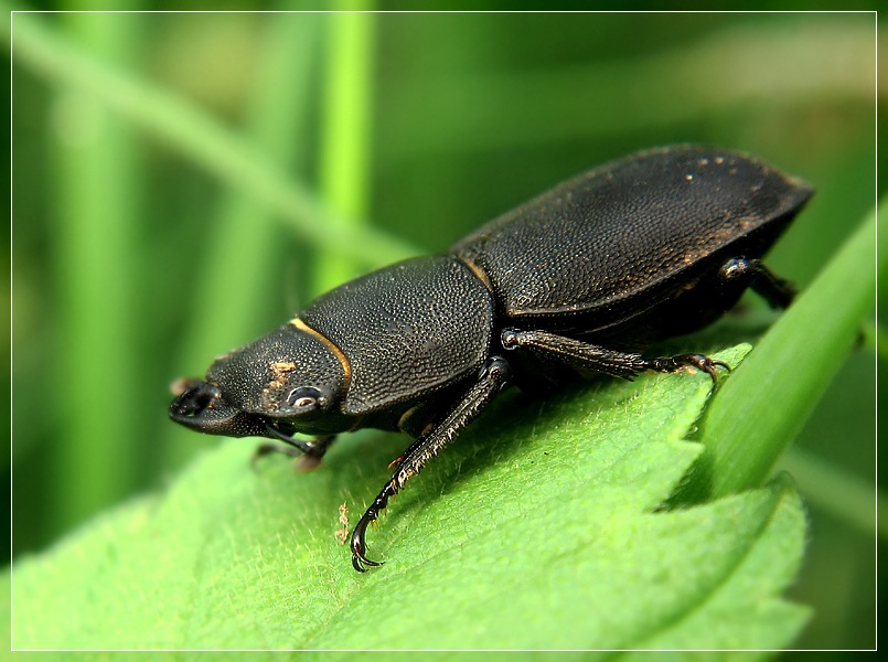 Dorcus parallelopipedus-1