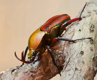 Eudicella aethiopica