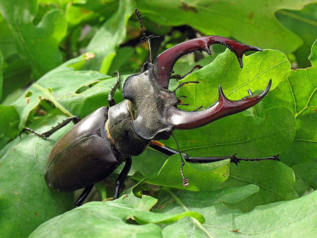 Жук-олень Lucanus cervus-1
