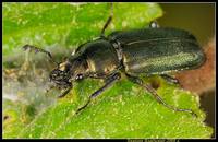 Рогачик Platycerus caprea