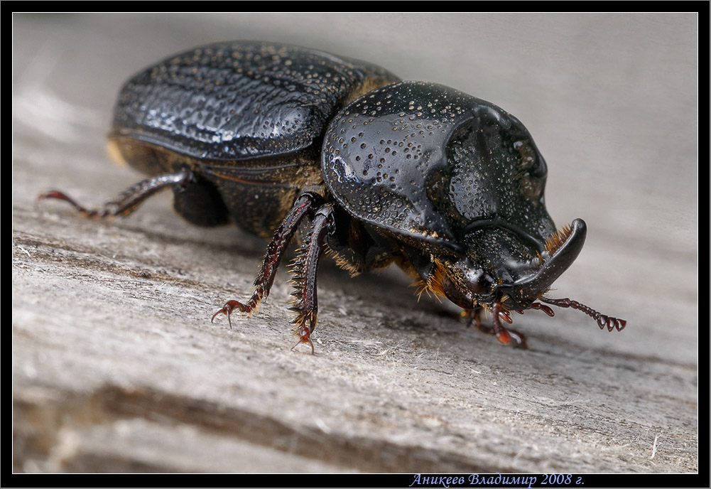 Малый носорог (Sinodendron cylindricum