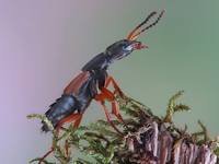 Staphylinus erythropterus