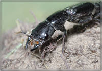 Стафилин Physetops tatricus