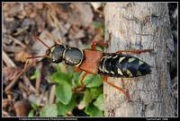 Стафилин великолепный (Staphylinus caesareus)