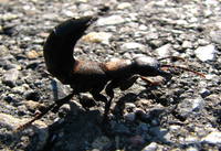 СТАФИЛИН ПАХУЧИЙ