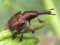 Rhynchites giganteus