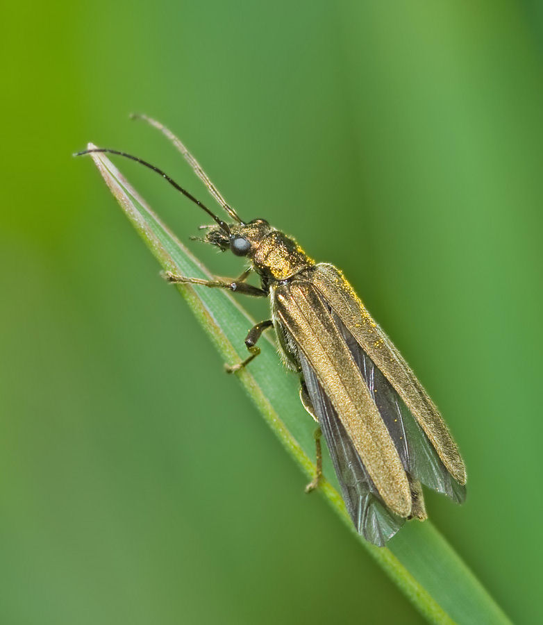 Oedemeridae, узконадкрылка