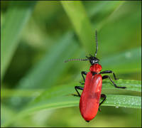 Огнецветка