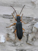 узконадкрылка-1