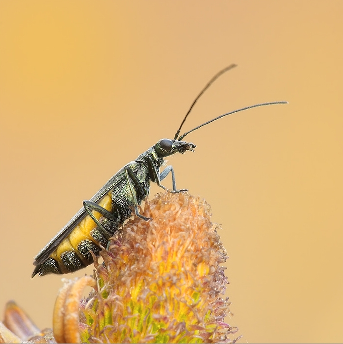 Узконадкрылка (Oedemera lurida)