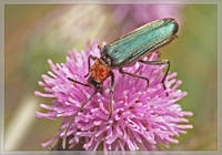 узконадкрылка Anogcodes ruficollis