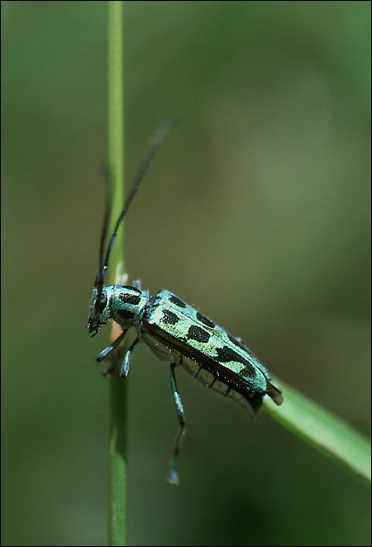Eutetrapha chrysochloris